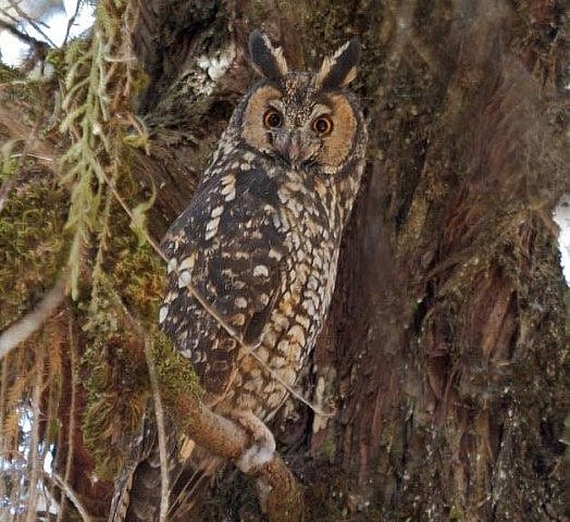 Photo shows what a Long-eared Owl would look like.