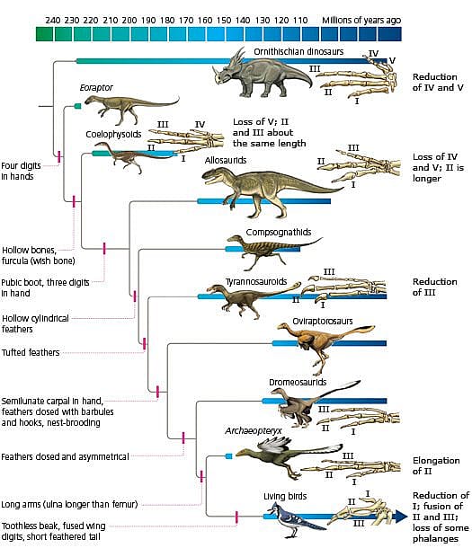 Evolution of birds