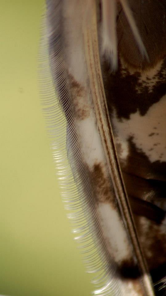 Fringe-like structures on the edges of wing feathers.