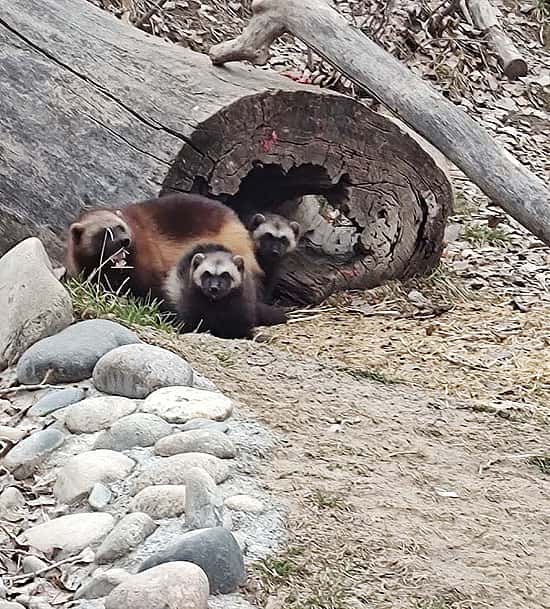 Three wolverines in end of log.