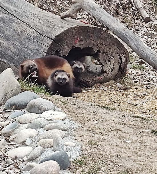 Three wolverines in end of log.