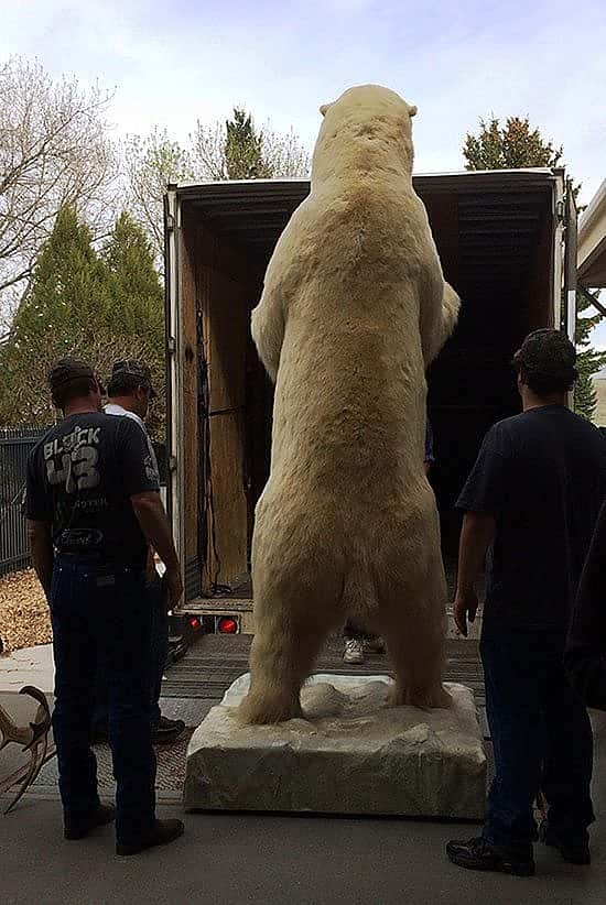 Boone & Crockett polar bear