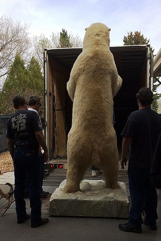 Boone & Crockett polar bear