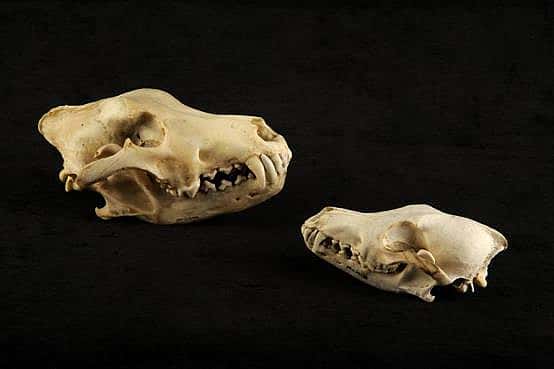 Gray wlf and coyote skull