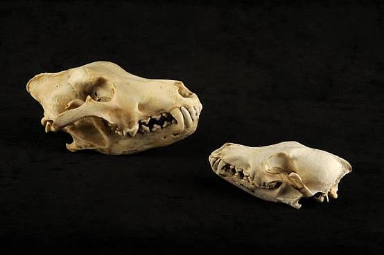 Gray wlf and coyote skull