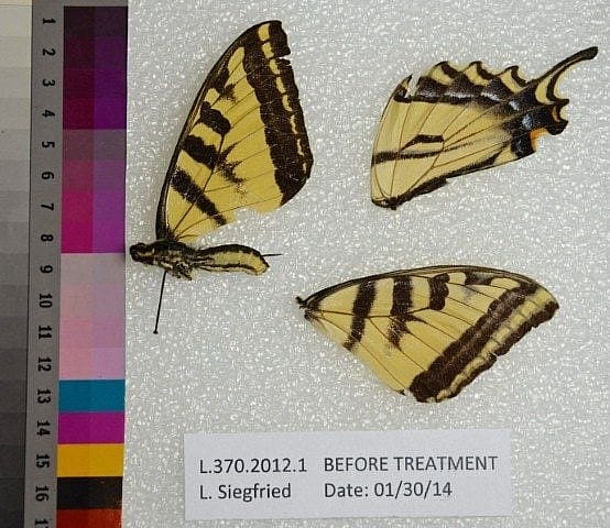 Butterfly before treatment.