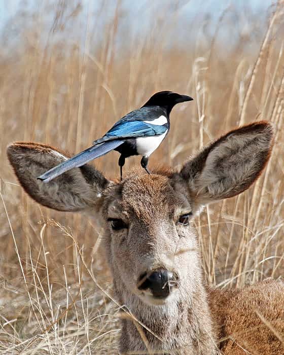 This photo shows a head shot of a mule deer with a black-billed magpie standing on its head.