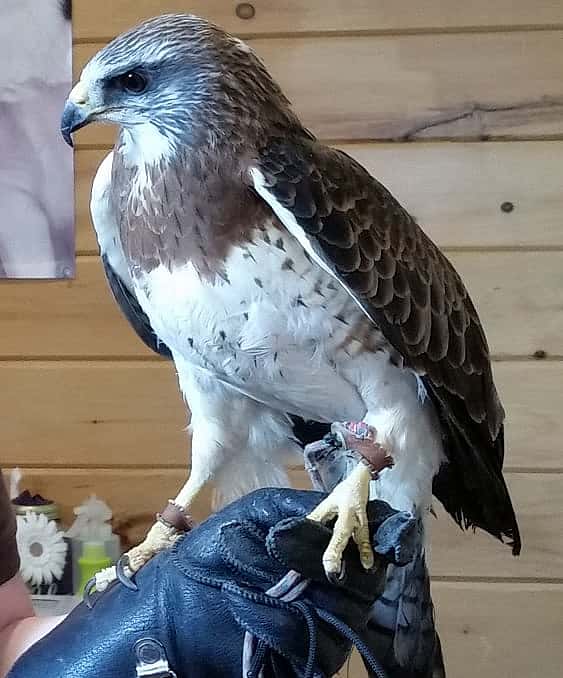 The photo illustrates what a true buzzard may look like to illustrate that a buzzard isn't really a vulture. 