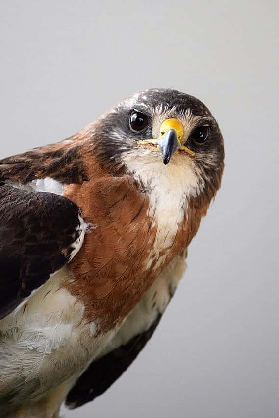 Meet Hayden, a Swainson's Hawk living at the Draper Museum Raptor Experience.