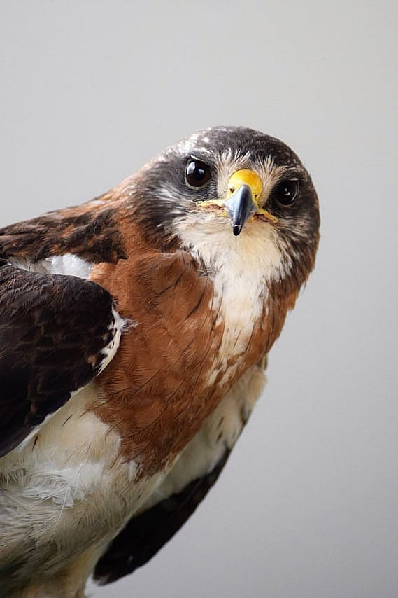 Meet Hayden, a Swainson's Hawk living at the Draper Museum Raptor Experience.