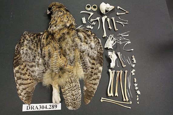 great horned owl and skeleton
