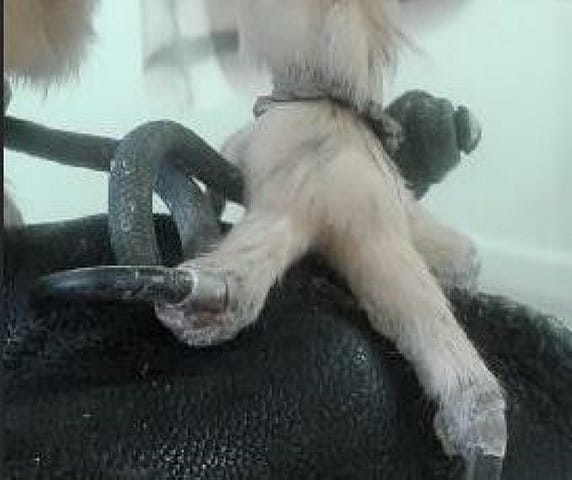 Amelia's toe as it was discovered, with the talon twisted to the side.