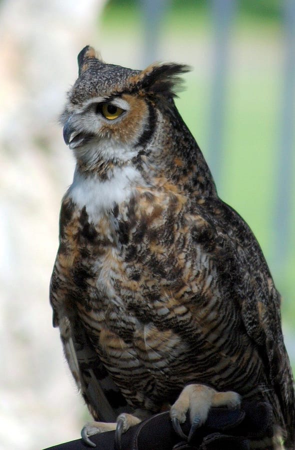 Great horned owl Teasdale "panting" to cool off.