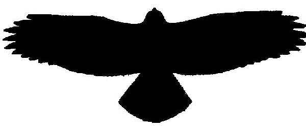 Buteo Silhouette