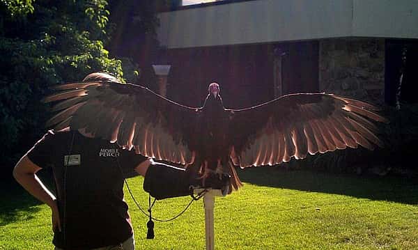 Yup, she loves the spotlight! And instead of face-palms, she gives face-wings!