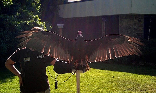 Yup, she loves the spotlight! And instead of face-palms, she gives face-wings!