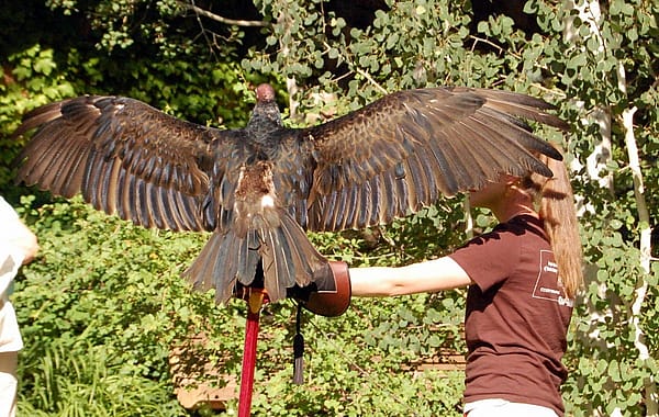 Suli finally had the courage to open her wings around Nicole, and naturally wants to hog the spotlight :)
