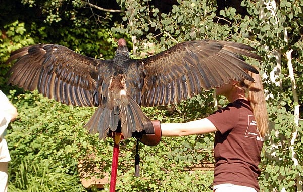 Suli finally had the courage to open her wings around Nicole, and naturally wants to hog the spotlight :)