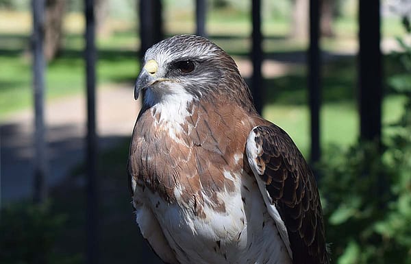 Hayden, a Swainson's hawk with our Draper Museum Raptor Experience