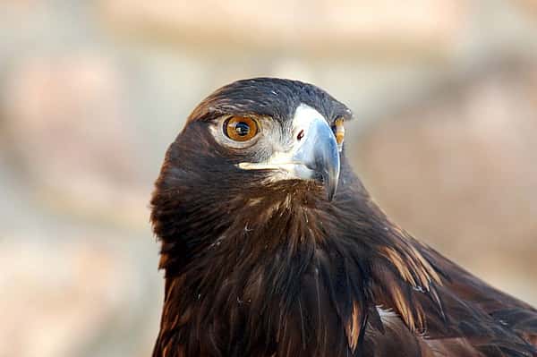 Kateri