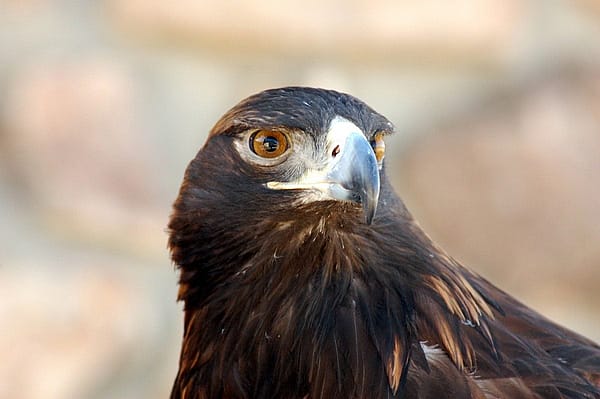 Kateri