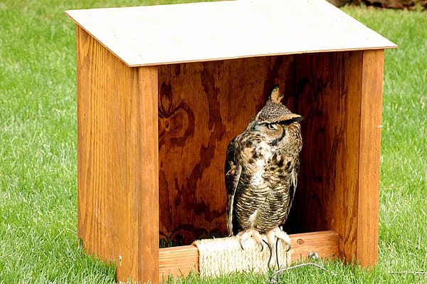 Step away from my box!