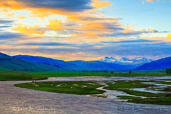 Dave M. Shumway Photo, two bull Bison begin to cross the flooded Lamar River in Yellowstone National Park