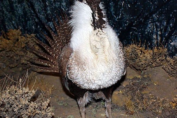 A Treasure from Our West: Greater sage-grouse. DRA.304.7