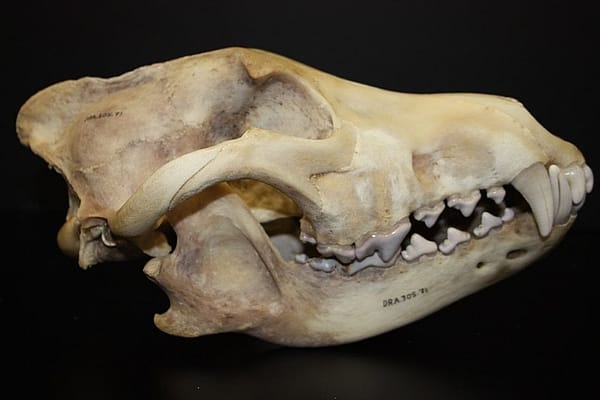 Gray wolf skull