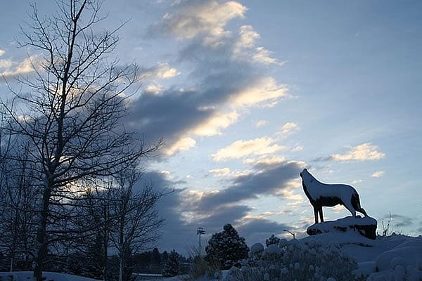 "Last of the Buffalo" in the winter, by Michael Coleman. 18.09