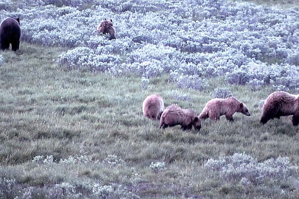 Grizzly bears in Hayden Valley, Yellowstone National Park. NPS photo by John Good, 1964.