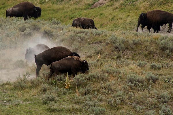 Bison in Yellowstone National Park. Nancy McClure photograph.