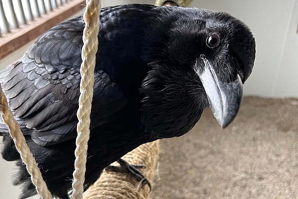 Becky the Raven, Draper Museum Raptor Experience