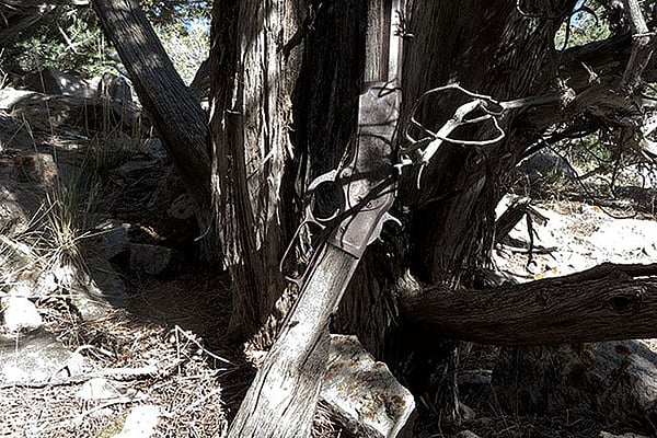 The Winchester 1873 propped against a juniper tree in Great Basin National Park where it went undiscovered for 132 years.
