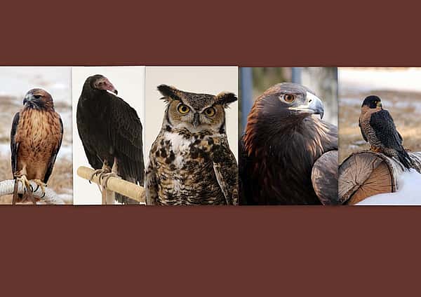 Our awesome birds!