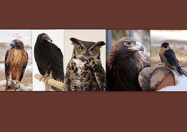 Our awesome birds!