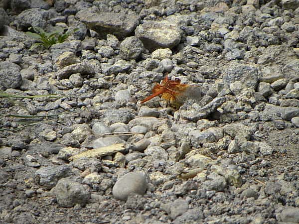 Dragonfly!