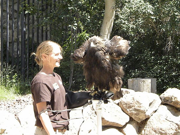 Shaking those tail feathers!