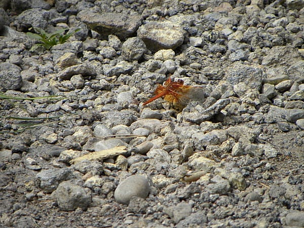 Dragonfly!