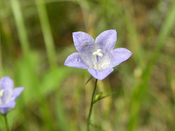 Pretty wildflowers: harebell.