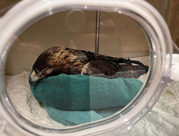 Golden eagle being treated at Teton Raptor Center for lead-poisoning. Courtesy Teton Raptor Center.