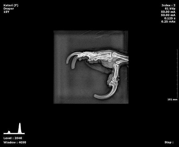Radiograph of the foot of Kateri, the golden eagle.