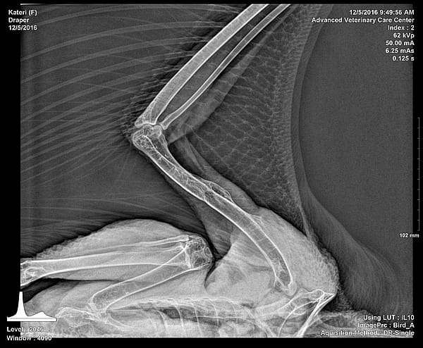 Radiograph of Kateri's right wing.