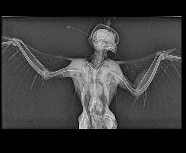 Radiograph of wings of peregrine falcon.