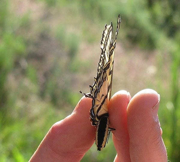 PW blog: Swallowtail in hand. Photo by Emily Buckles.