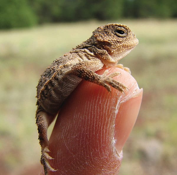 A baby greater short-horned lizard. Featurepix.com photo.