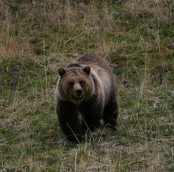 Yellowstone grizzly bear. Photo by Dr. Charles R. Preston.