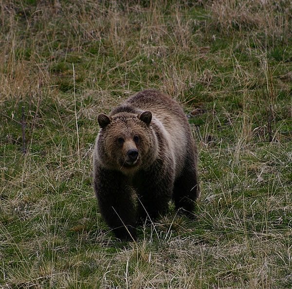 Yellowstone grizzly bear. Photo by Dr. Charles R. Preston.