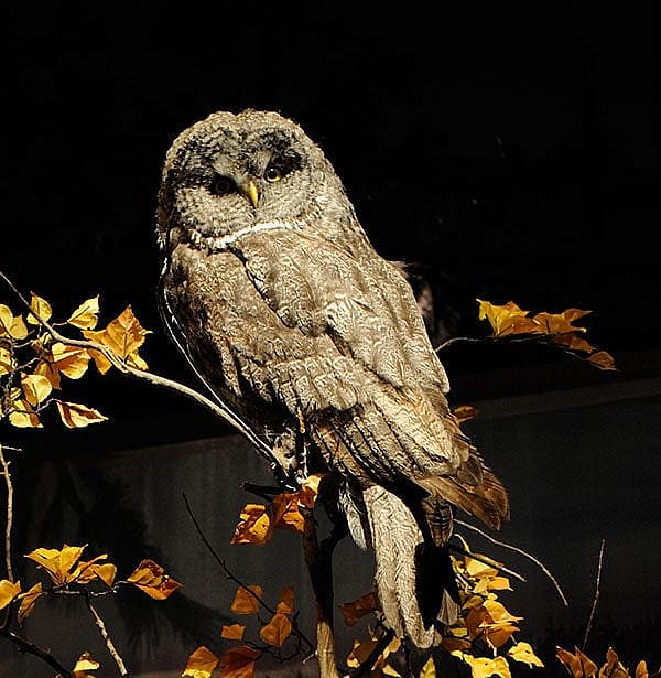 A Treasure from Our West: Great gray owl. DRA.304.78