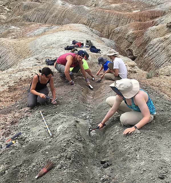 Dr. Mike D'Emic's team trenching for geologic data in 50-million-year-old sediments of the Bighorn Basin. Courtesy Mike D'Emic.